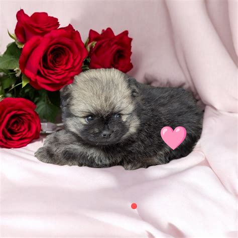 Arizona Precious Pomeranians | Wolf Sable & Rare Exotic-Colored Poms