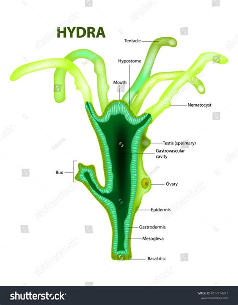 Genus Of Hydra