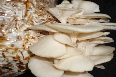 White Oyster mushroom spawn ( Florida Variety ) 1 kg
