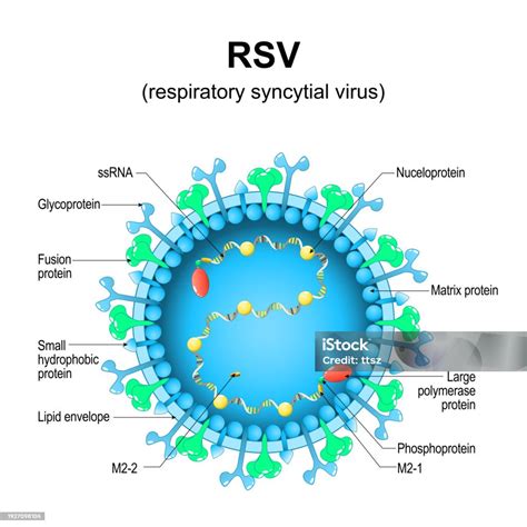 Image result for Virus Scanning Electron Microscope