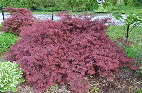 Buy Acer palmatum dissectum Crimson Queen Laceleaf Japanese Maple — Mr ...