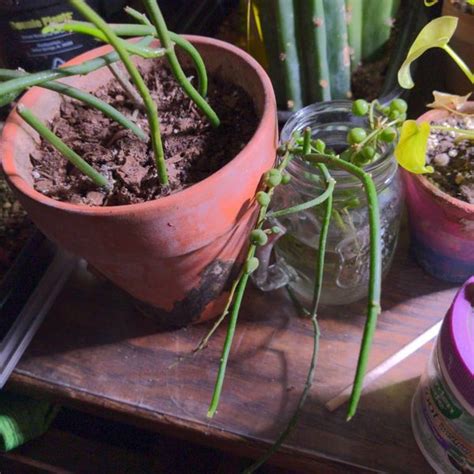 Image result for Alien Xenomorph Drop Ceiling Tile