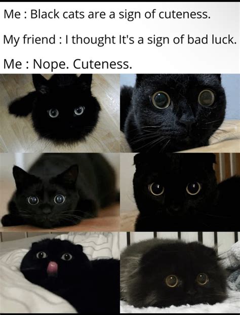Good Luck Cat Meme