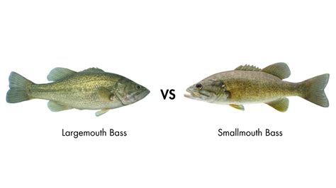 Largemouth Vs Smallmouth Bass Differences Explained