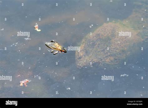 Snapping Turtle Hunting 的图像结果