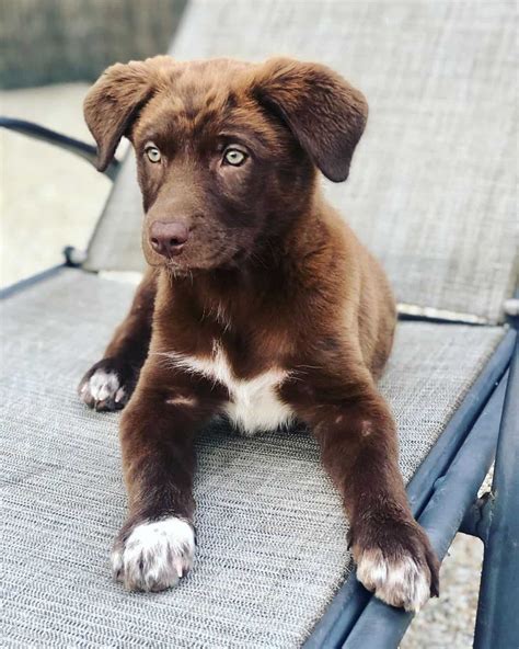 Black Lab/Aussie Shepherd Mix at Delia Hairston blog