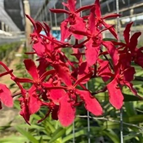 Renanthera