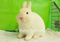 Image result for Netherland Dwarf Rabbit Care