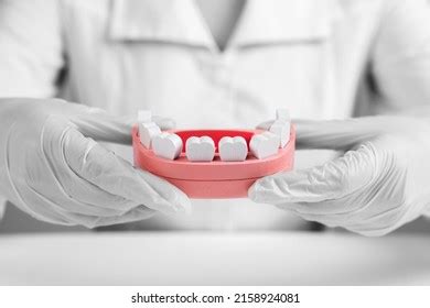 Mouse Model in Lab 的图像结果