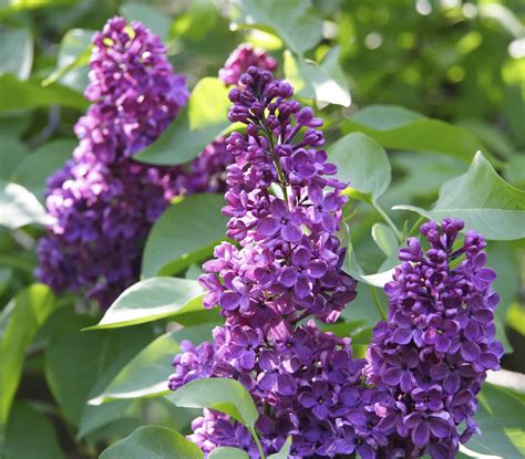 Most Fragrant Flowers According to Gardeners