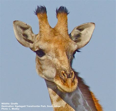 A Field Guide to the Giraffe — Destination: Wildlife™