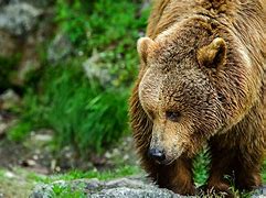 Image result for Bunny On the Back of a Bear