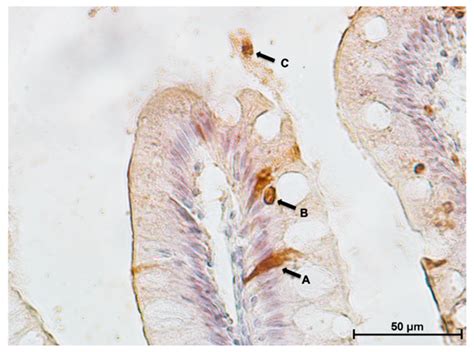 A Detailed Study of Rainbow Trout (Onchorhynchus mykiss) Intestine ...