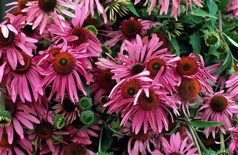 Echinacea Plant Uses Echinacea Purpurea (eastern Purple Coneflower):