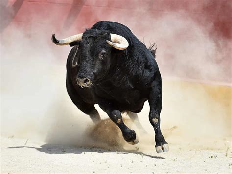 Where is Bullfighting Still Legal? - A-Z Animals