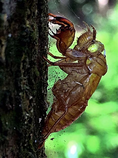 Image result for Outer Shell Egg