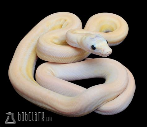 Image result for Ultra Ivory Reticulated Python