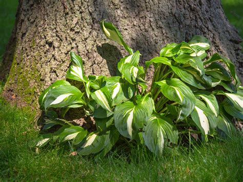 Shade Loving Plants For Acid Soil at Crystal Frasher blog