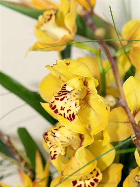 Exotic Danxce 的图像结果