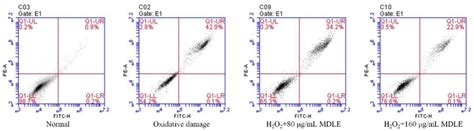H2O2 Apoptosis 的图像结果