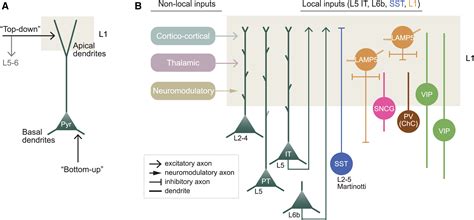 Layer 1 neocortex: Gating and integrating multidimensional signals: Neuron