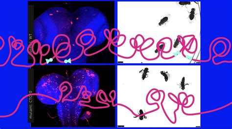 Get Set Fly Science 的图像结果