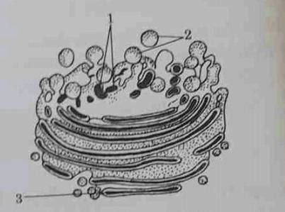 The following figure shows the diagram of an organe of the cell. (i ...