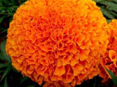 Indi Fire Orange - Variety Marigold | Syngenta