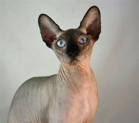 Sphynx adult cat abilities - Indigo Sphynx Kittens - Canadian Sphynx ...