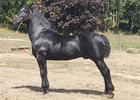 Black Percheron Horse Percherons Northern Lights Ranch