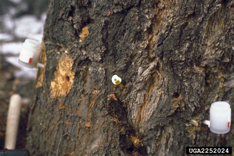 Image result for Tree Injection Insecticide