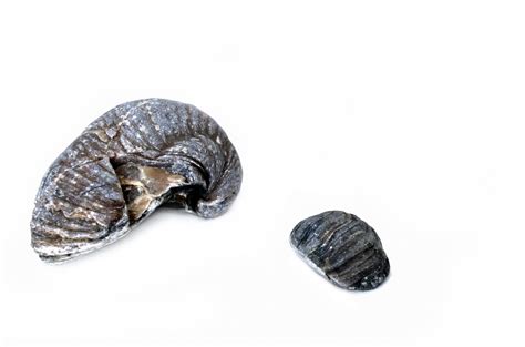 Image result for Round Shell Fossil