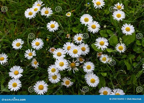 White Daisies Flowers Growing Together on a Green Lawn. Floral Spring ...
