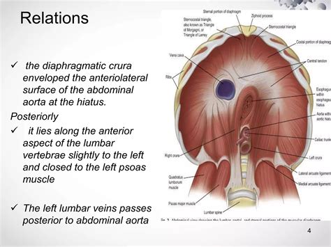 Radiological anatomy of the abdominal aorta | PPTX