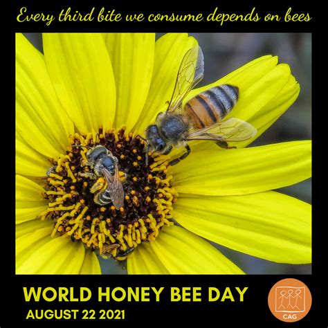 World Honey Bee Day | CAG