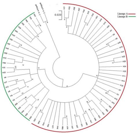 Cryptic Lineage and Genetic Structure of Acanthopagrus pacificus ...
