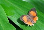 Image result for MySQL Join Syntax