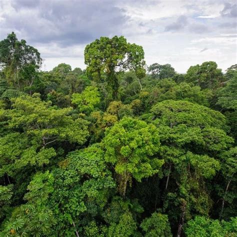 【经济学人精读】亚马孙雨林的未来：巴西有能力拯救地球上最大的雨林，或者摧毁它|例句|雨林|巴西_新浪新闻