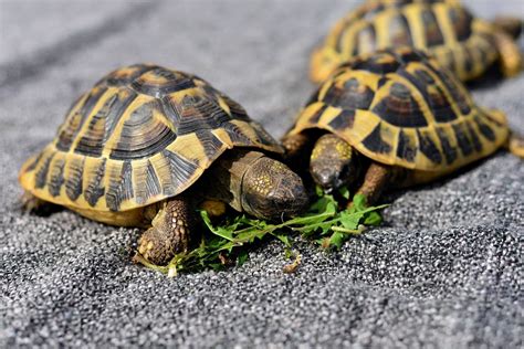 When Do Tortoises Hibernate? A Vet's Guide To Tortoise Hibernation. - Vet Help Direct