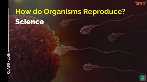 Image result for Reproduction Examples Biology