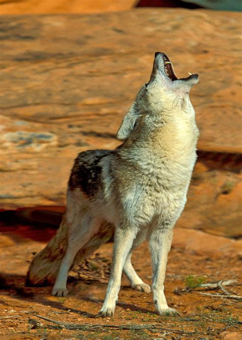 +Dogs Howling Cyotes 的图像结果