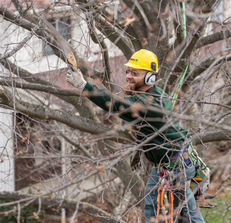 Davey Tree Service 的图像结果