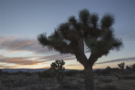 Dani Dodge's 2019 Prime Desert Woodland Preserve residency ends with ...