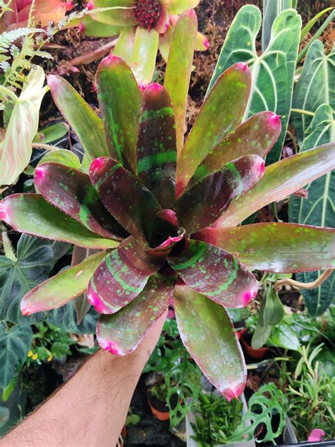 Neoregelia Red Goodies Hybrid - PinkTropical.fr