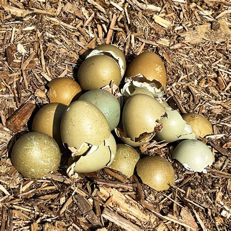 Olive Egger Eggs Sunflower" Olive Egger — DRAGONFLY FARM
