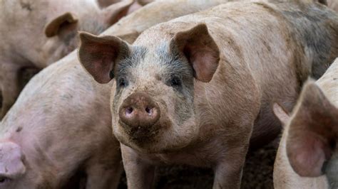 Image result for Computer Network Monitor Pork