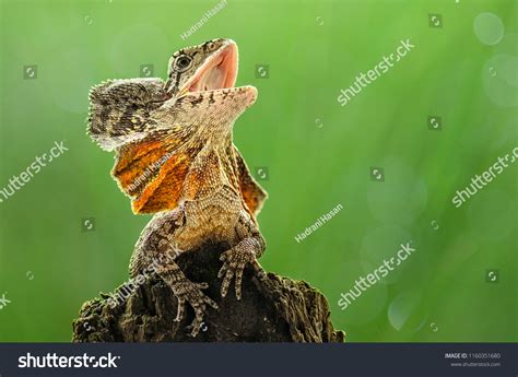 Frilled Dragon Lizard Stock Photo 1160351680 | Shutterstock