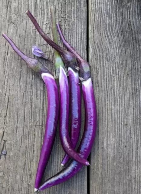 MAA Brinjal purple long, Brinjal, Eggplant Seed Price in India - Buy ...