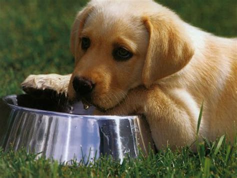 If You Always Suspected That Your Labrador Was A Glutton, You Were Right!