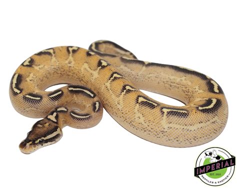 Image result for Green Ball Python